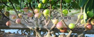 无花果适合在什么地方种植,第1图