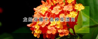 龙船花哪个品种花漂亮,第1图