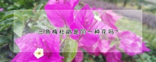 三角梅杜鹃是同一种花吗?,第1图