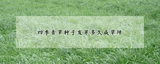 四季青草种子发芽多久成草坪,第1图