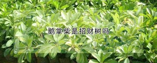 鹅掌柴是招财树吗,第1图