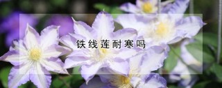 铁线莲耐寒吗,第1图