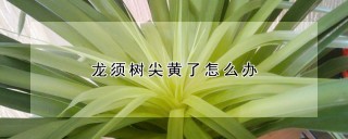 龙须树尖黄了怎么办,第1图