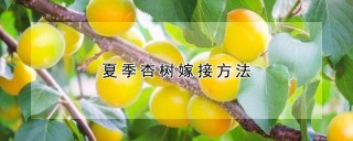 夏季杏树嫁接方法,第1图