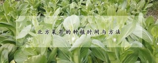 北方菜苔的种植时间与方法,第1图