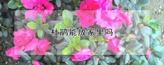 杜鹃能放家里吗,第1图