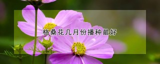 格桑花几月份播种最好,第1图