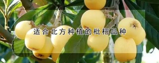 适合北方种植的枇杷品种,第1图