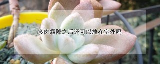 多肉霜降之后还可以放在室外吗,第1图