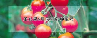 圣女果6月份可以种植吗,第1图