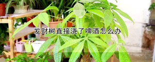 发财树直接浇了啤酒怎么办,第1图