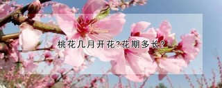 桃花几月开花?花期多长?,第1图