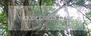 乔木和灌木的区别是什么,第1图