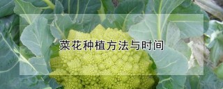 菜花种植方法与时间,第1图