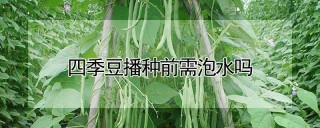 四季豆播种前需泡水吗,第1图