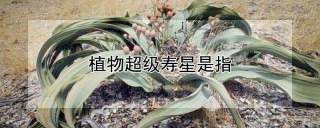 植物超级寿星是指,第1图