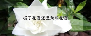 栀子花香还是茉莉花香,第1图