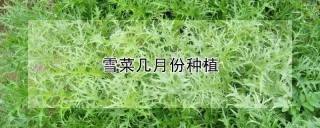 雪菜几月份种植,第1图