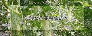 羊角蜜吊蔓种植技术,第1图