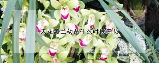 大花蕙兰幼苗什么时候开花,第1图