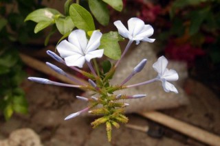 蓝雪花花苞什么样子,第3图