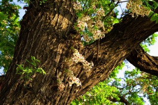 榕树开花吗,第2图