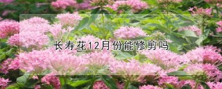 长寿花12月份能修剪吗,第1图