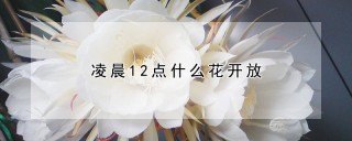 凌晨12点什么花开放,第1图