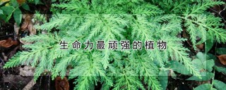 生命力最顽强的植物,第1图