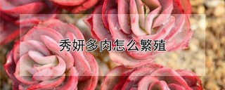 秀妍多肉怎么繁殖,第1图