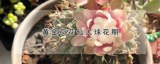 黄金荷花仙人球花期,第1图