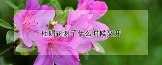 杜娟花谢了什么时候又开,第1图