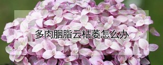 多肉胭脂云枯萎怎么办,第1图