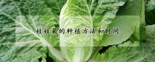 娃娃菜的种植方法和时间,第1图