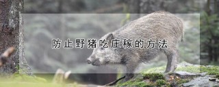 防止野猪吃庄稼的方法,第1图