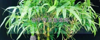 竹子可以盆栽吗,第1图