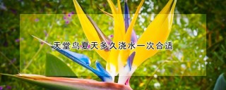 天堂鸟夏天多久浇水一次合适,第1图