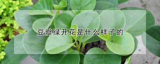 豆瓣绿开花是什么样子的,第1图