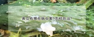 黄瓜有哪些病虫害?怎样防治?,第1图