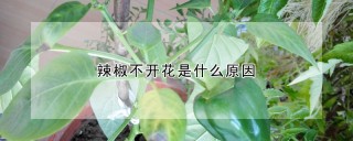 辣椒不开花是什么原因,第1图