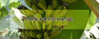 芭蕉和香蕉的区别是什么,第1图