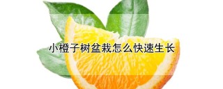 小橙子树盆栽怎么快速生长,第1图