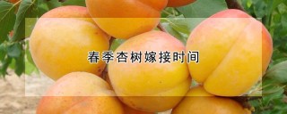 春季杏树嫁接时间,第1图