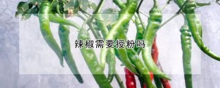 辣椒需要授粉吗,第1图