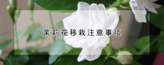 茉莉花移栽注意事项,第1图