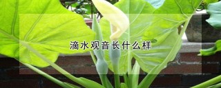 滴水观音长什么样,第1图