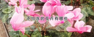 不怕冻的花卉有哪些,第1图