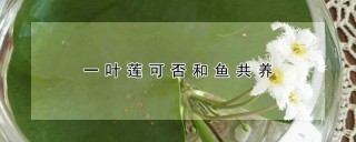 一叶莲可否和鱼共养,第1图