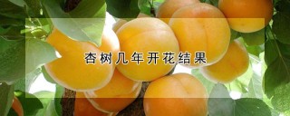 杏树几年开花结果,第1图