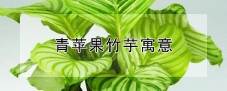 青苹果竹芋寓意,第1图